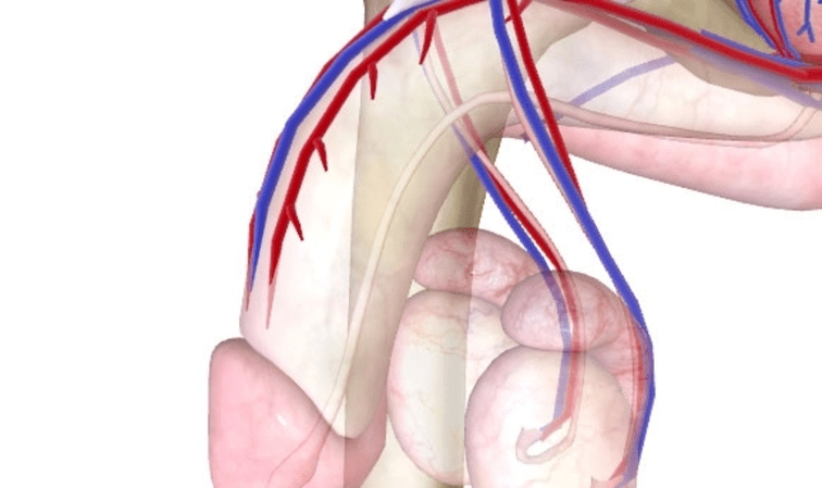 Лошо кръвоснабдяване на пениса